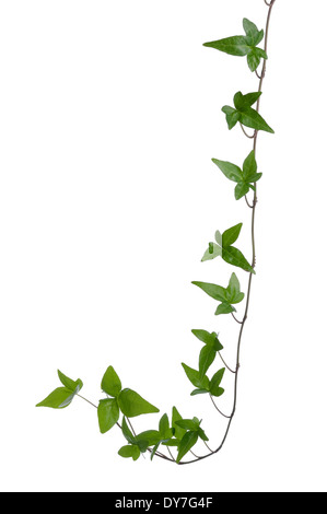 Verde edera (Hedera) gambo isolato su sfondo bianco. Superriduttore Ivy stelo con giovani foglie verdi. Foto Stock