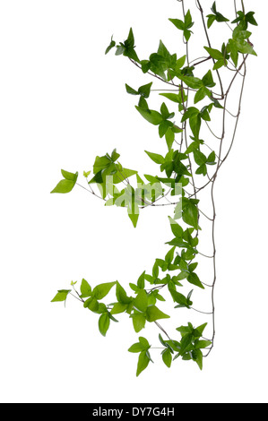 Pochi fitta edera (Hedera) steli isolati su sfondo bianco. Superriduttore Ivy stelo con giovani foglie verdi. Foto Stock