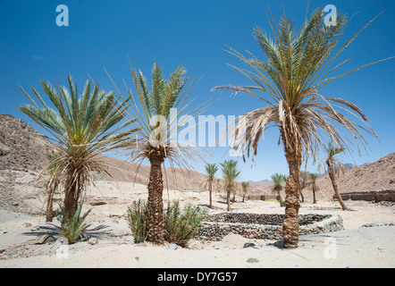 Data palme che crescono in un isolato di piccole oasi a secco arido deserto roccioso valley Foto Stock