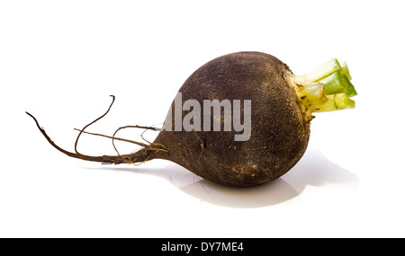 Nero fotografico di ravanello invernali su uno sfondo luminoso . Foto Stock