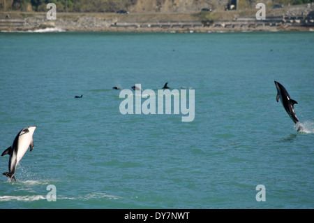 Dusky delfini, Lagenorhynchus obscurus, saltando, Kaikoura, Isola del Sud, Nuova Zelanda Foto Stock