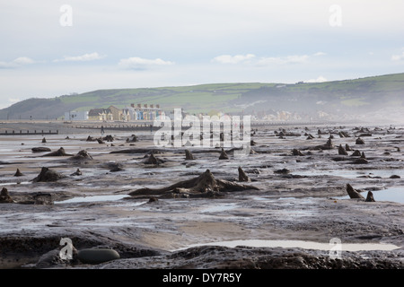 Sunken Bronzo antico bosco al Borth Beach, il Galles Centrale, con il dipinto luminosamente case di villaggio visto in background Foto Stock