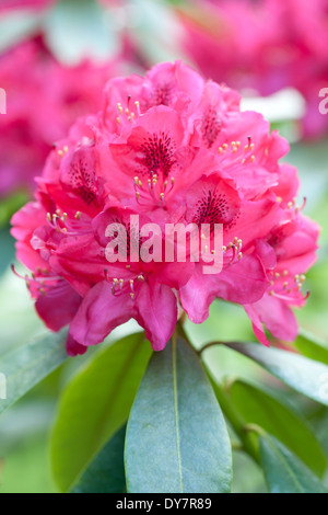 Rhododendron Nova Zembla, Rhodo. Arbusto, maggio. Fiori di colore rosa. Foto Stock