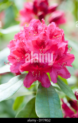 Rhododendron Nova Zembla, Rhodo. Arbusto, maggio. Fiori di colore rosa. Foto Stock