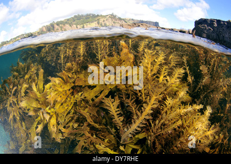 Comune di kelp, Ecklonia radiata, Laminariales, la Goat Island, Nuova Zelanda, Oceania Foto Stock