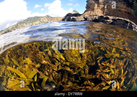 Comune di kelp, Ecklonia radiata, Laminariales, la Goat Island, Nuova Zelanda, Oceania Foto Stock