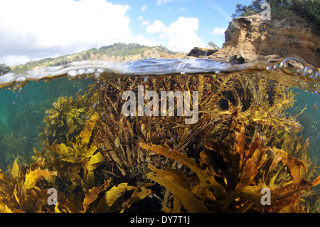 Comune di kelp, Ecklonia radiata, Laminariales, la Goat Island, Nuova Zelanda, Oceania Foto Stock