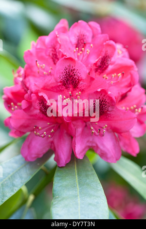 Rhododendron Nova Zembla, Rhodo. Arbusto, maggio. Fiori di colore rosa. Foto Stock