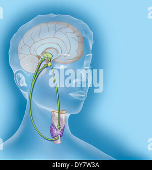 Regolamento della tiroide, illustrazione Foto Stock