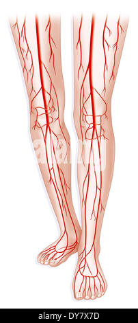 Arto inferiore, la circolazione del sangue Foto Stock
