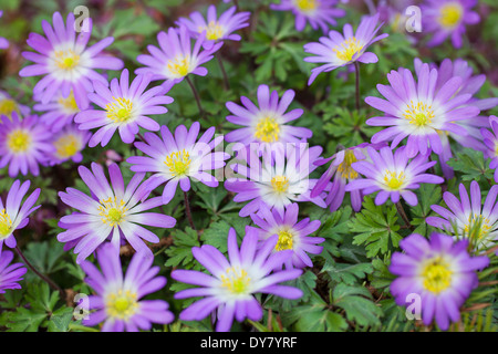 Close up di Anemone blanda 'Violetta Star", windflower greca. Perenni, Aprile. Viola e fiori bianchi. Foto Stock