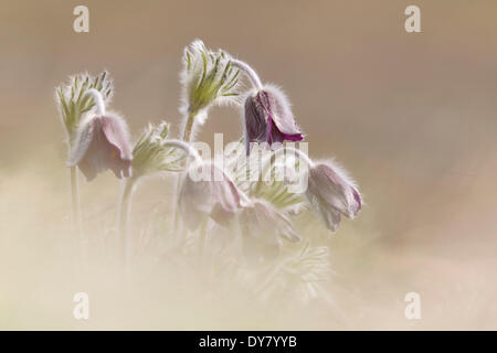 Mountain "Pasque Flower (Pulsatilla montana), Alto Adige, Italia Foto Stock