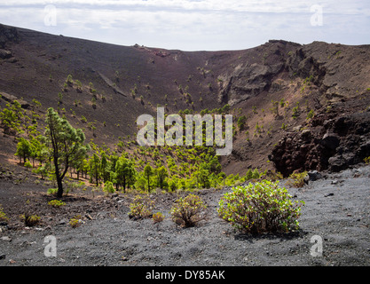 Alberi di pino crescere nel cratere del vulcano di San Antonio vicino alla città di Los Canarios sull'isola delle Canarie di La Palma. Foto Stock