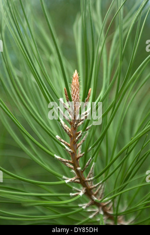 Pinus pinea, ombrello Pino. Conifere. Foglie e giovani cono. Foto Stock