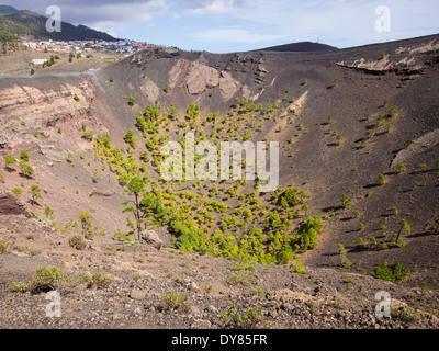 Alberi di pino crescere nel cratere del vulcano di San Antonio vicino alla città di Los Canarios sull'isola delle Canarie di La Palma. Foto Stock