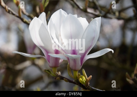 Magnolia soulangeana, calice bianco fiori soffusa con rosa, spesso crescente nella parte anteriore dei giardini della città e le periferie di case. Foto Stock