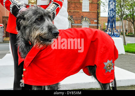 Holywood, Irlanda del Nord. 9 apr 2014 - Domhnall (pronunciato "onal'), irlandese Guardie' xvi mascotte del reggimento Irish Wolfhound indossa il cappotto a lui presentati ieri dal Presidente irlandese, Michael D. Higgins in Windsor durante la sua visita di Stato nel Regno Unito. Disegni di lui è il suo gestore, il batterista David destriero. Credito: Stephen Barnes/Alamy Live News Foto Stock