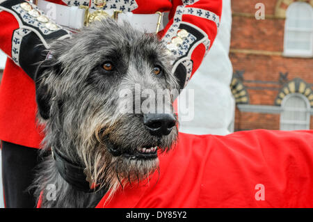 Holywood, Irlanda del Nord. 9 apr 2014 - Domhnall (pronunciato "onal'), irlandese Guardie' xvi mascotte del reggimento Irish Wolfhound indossa il cappotto a lui presentati ieri dal Presidente irlandese, Michael D. Higgins in Windsor durante la sua visita di Stato nel Regno Unito. Disegni di lui è il suo gestore, il batterista David destriero. Credito: Stephen Barnes/Alamy Live News Foto Stock