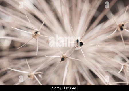 Testa di seme di Allium cristophii ornamentali pianta bulbosa enormi globi di piccole a forma di stella fuochi d'artificio congelati in metà di esplosione Foto Stock