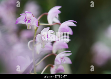 Dendrobium kingianum. Roccia rosa Orchid Foto Stock