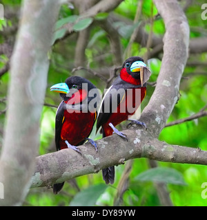 Colorato di nero e rosso bird, coppia di nero e rosso (Broadbill Cymbirhynchus macrorhynchos), in piedi su un ramo Foto Stock