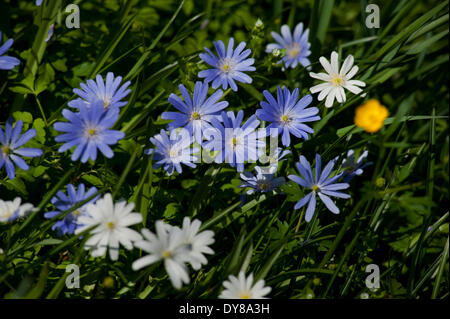 Cambridge, Cambridgeshire, Inghilterra. 9 aprile 2014. Piantato fiori selvatici nella tarda primavera sole, Clare College di Cambridge. Credito: BRIAN HARRIS/Alamy Live News Foto Stock