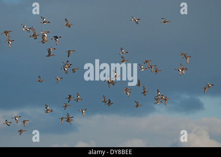 Wigeon europea (Anas penelope) volando sopra la palude costiera in Gran Bretagna durante il periodo invernale Foto Stock