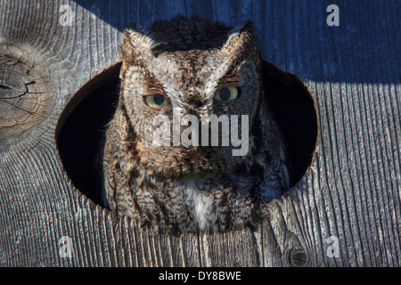 Uccelli rapaci Duck Creek Eastern Civetta morph grigio grigio-fase Megascops gufo asio casa Richardson piccolo gufo titonidi USA, Foto Stock