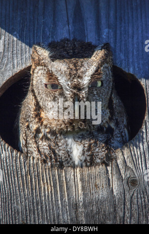 Uccelli rapaci Duck Creek Eastern Civetta morph grigio grigio-fase Megascops gufo asio casa Richardson piccolo gufo titonidi USA, Foto Stock