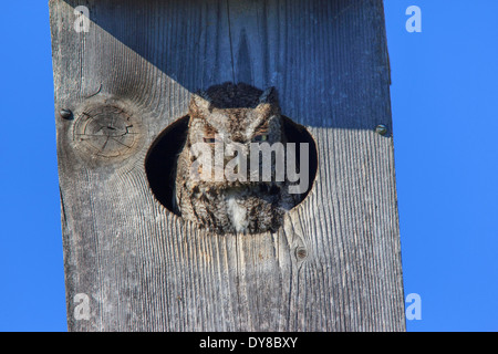 Uccelli rapaci Duck Creek Eastern Civetta morph grigio grigio-fase Megascops gufo asio casa Richardson piccolo gufo titonidi USA, Foto Stock