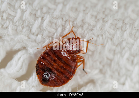 Cimici del letto (Lepinotus reticulatus) delineando una specie di peste, su un letto ricamata foglia, Spagna Foto Stock