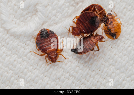 Cimici del letto (Lepinotus reticulatus) delineando una specie di peste, su un letto ricamata foglia, Spagna Foto Stock