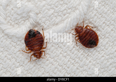 Cimici del letto (Lepinotus reticulatus) delineando una specie di peste, su un letto ricamata foglia, Spagna Foto Stock