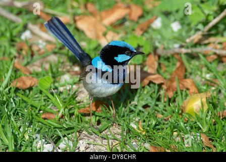 Australia, Fairy Wren, animale, Victoria, uccelli, Wilsons Promontory, parco nazionale, Physignathus Lesuerii, superba fata wren, Foto Stock