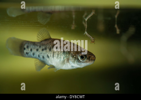 Aphanius iberus nuoto in prossimità di larve di zanzara potenziali prede (Culex pipipiens). Si tratta di una specie di pesci larvivori di zanzare attualmente in via di estinzione nel Mediterraneo dall'introduzione della zanzara americana (Gambusia spp.) agli inizi del XX secolo, che danneggia le specie autoctone. Foto Stock