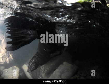 Immagine sdoppiata della Nuova Zelanda pelliccia sigillo pup, Arctocephalus forsteri, nel flusso di acqua dolce nel punto di Ohau colonia di foche, Nuova Zelanda Foto Stock