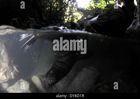 Immagine sdoppiata della Nuova Zelanda pelliccia sigillo pup, Arctocephalus forsteri, nel flusso di acqua dolce nel punto di Ohau colonia di foche, Nuova Zelanda Foto Stock