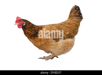 Brown Hen isolato su bianco, studio shot. Foto Stock