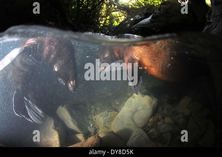 Immagine sdoppiata della Nuova Zelanda fur cuccioli di foca, Arctocephalus forsteri, nel flusso di acqua dolce nel punto di Ohau colonia di foche, Nuova Zelanda Foto Stock