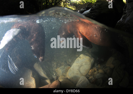 Immagine sdoppiata della Nuova Zelanda fur cuccioli di foca, Arctocephalus forsteri, nel flusso di acqua dolce nel punto di Ohau colonia di foche, Nuova Zelanda Foto Stock