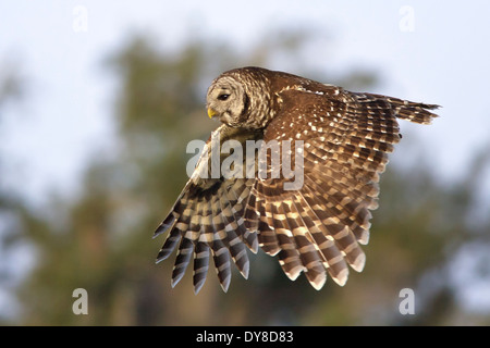 Bloccate il Gufo - Strix varia - per adulti Foto Stock