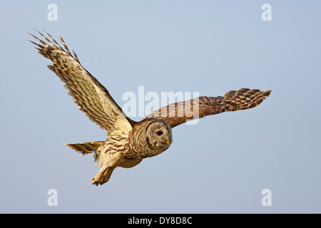 Bloccate il Gufo - Strix varia - per adulti Foto Stock