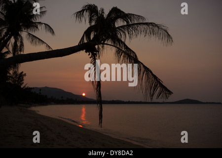 Silhouette di palme durante il tramonto a Maenam Beach, Koh Samui, Thailandia Foto Stock