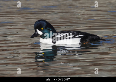 Barrow è Goldeneye - Bucephala islandica - maschio Foto Stock