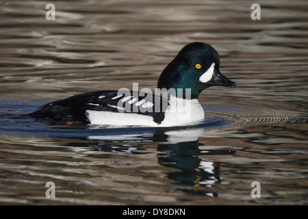 Barrow è Goldeneye - Bucephala islandica - maschio Foto Stock