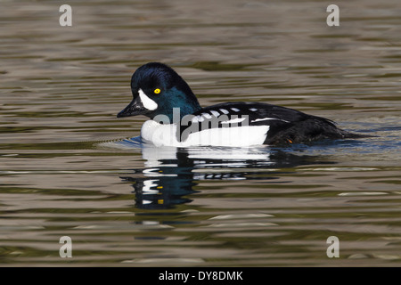 Barrow è Goldeneye - Bucephala islandica - maschio Foto Stock