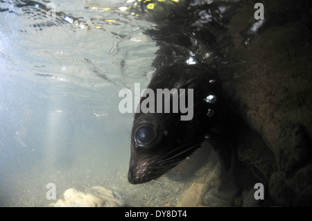 Nuova Zelanda pelliccia sigillo pup, Arctocephalus forsteri, nel flusso di acqua dolce nel punto di Ohau colonia di foche, Nuova Zelanda Foto Stock