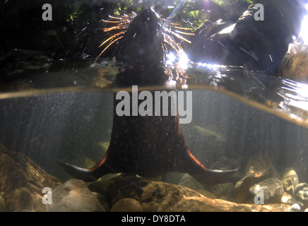 Immagine sdoppiata della Nuova Zelanda pelliccia sigillo pup, Arctocephalus forsteri, nel flusso di acqua dolce nel punto di Ohau colonia di foche, Nuova Zelanda Foto Stock