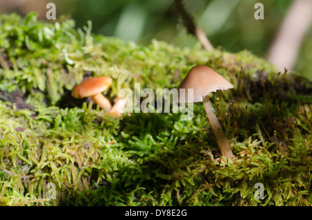 Un Cumbria scena autunnale di funghi su moss in Eskdale Foto Stock