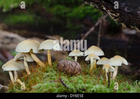 Scena autunnale di funghi e pigna in Eskdale, Lake District, Cumbria, Inghilterra Foto Stock